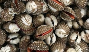 Kerang-Penyebab-Kolesterol-750x375