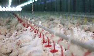 wabah-flu-burung-australia