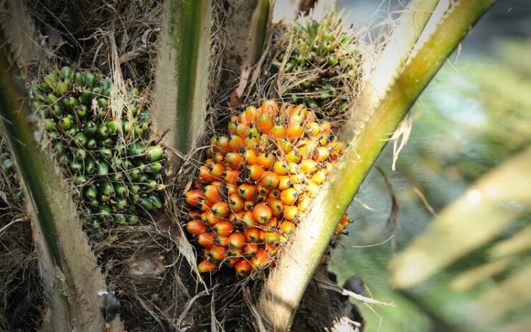 Harga-CPO--2025-750x469-1